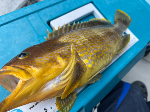 アオハタの釣果