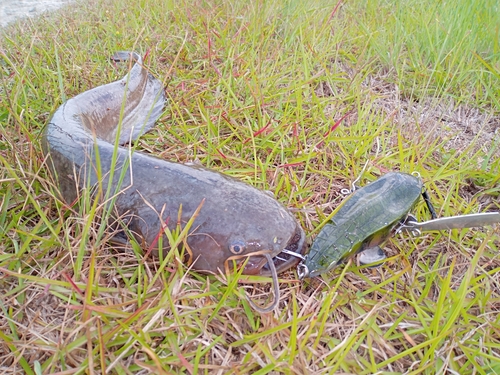 ナマズの釣果