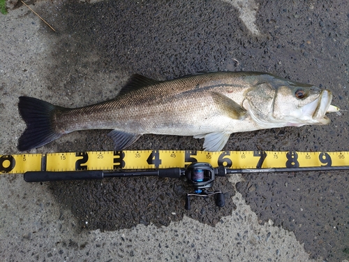 シーバスの釣果