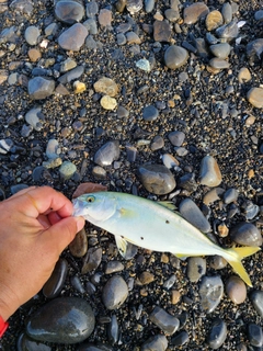 ワカシの釣果