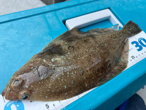 ガンゾウビラメの釣果