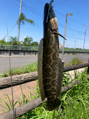 ライギョの釣果