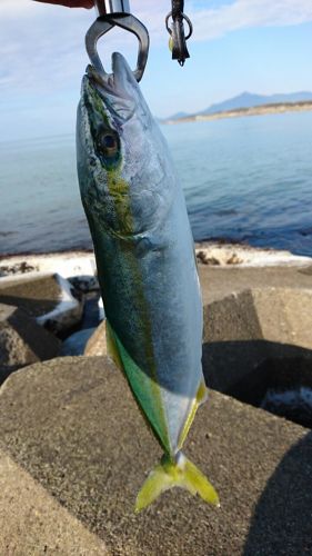 イナダの釣果