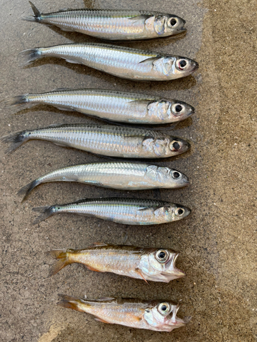 イワシの釣果