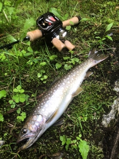 イワナの釣果