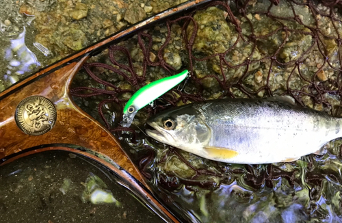 ヤマメの釣果