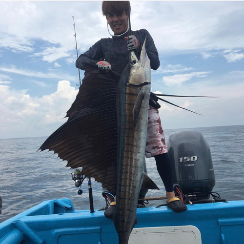 バショウカジキの釣果