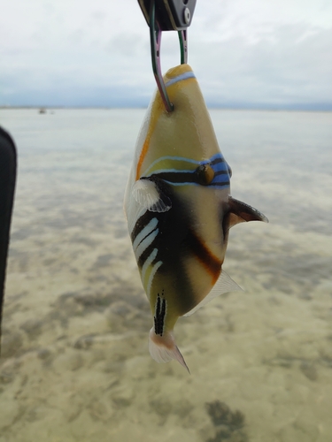 ムラサメモンガラの釣果