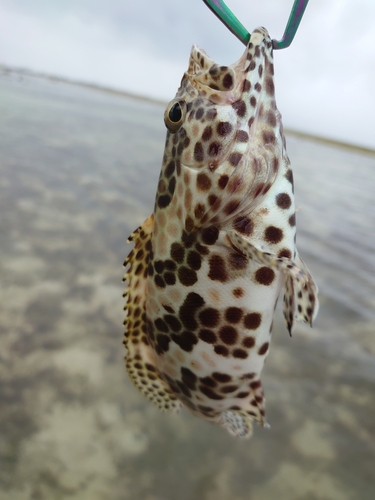 イシミーバイの釣果