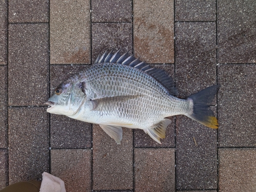 キビレの釣果