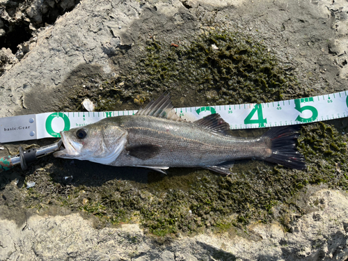 シーバスの釣果