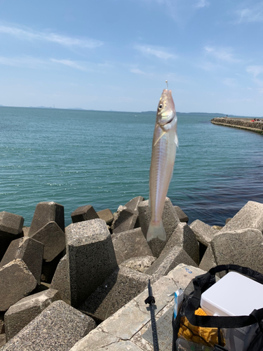 キスの釣果