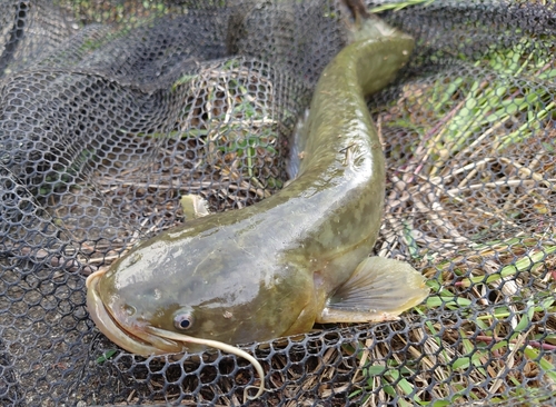 ナマズの釣果