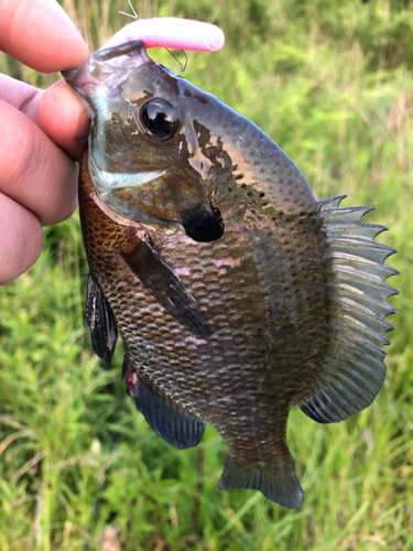 ブルーギルの釣果