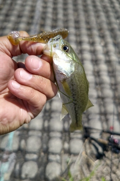 ラージマウスバスの釣果