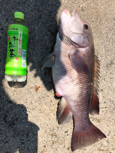 コブダイの釣果