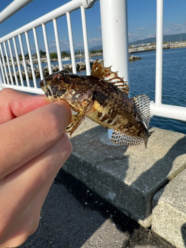 アナハゼの釣果