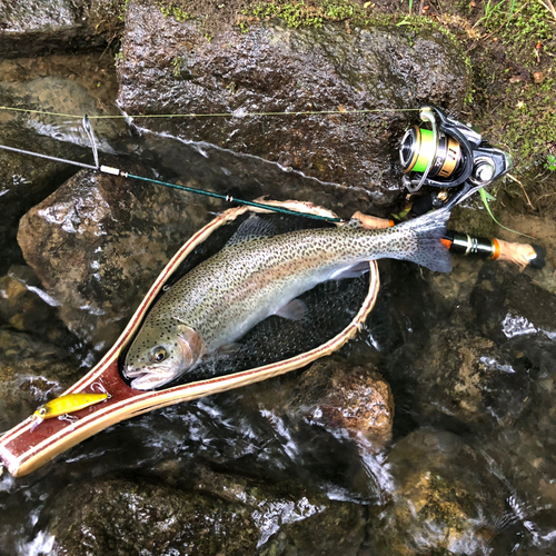 ニジマスの釣果