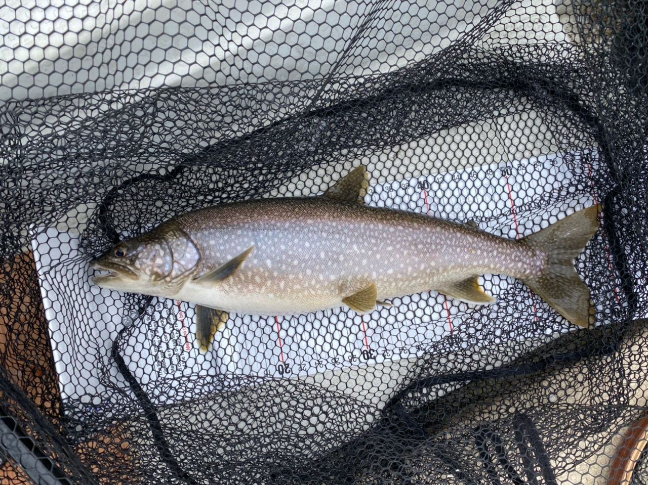 レイクトラウト