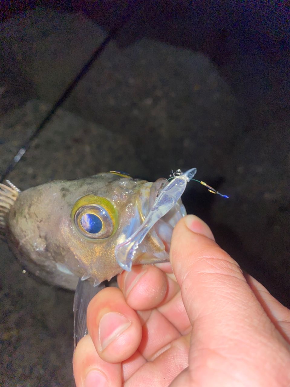 メバル