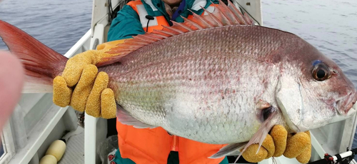 マダイの釣果