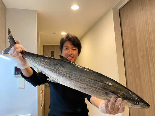 サワラの釣果