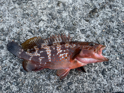 アコウの釣果