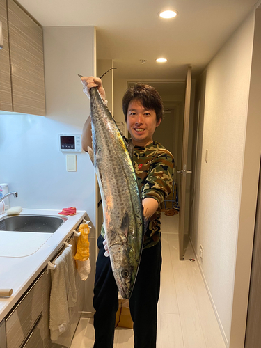 サワラの釣果