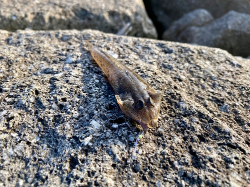 メゴチの釣果