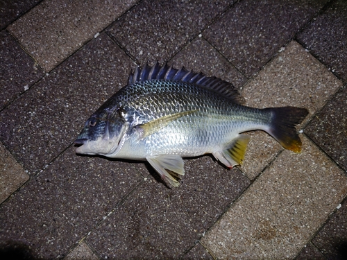 キビレの釣果