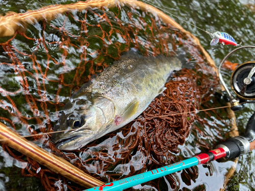 ヤマメの釣果