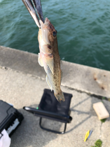 ハゼの釣果