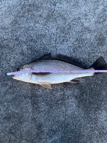 イシモチの釣果