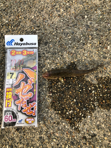 ハゼの釣果