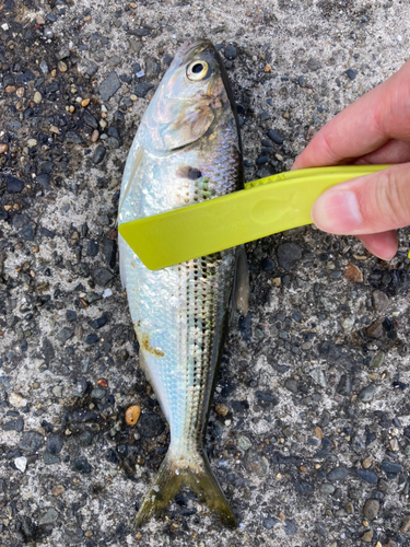 コノシロの釣果