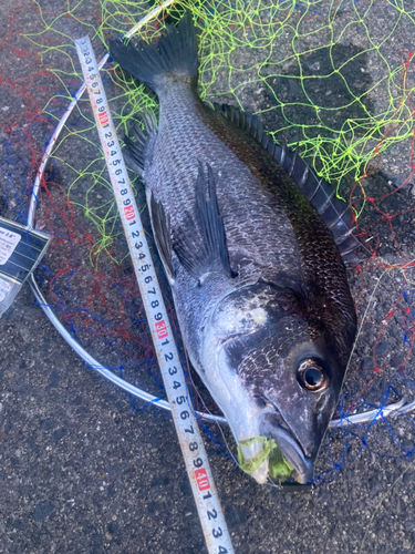 チヌの釣果