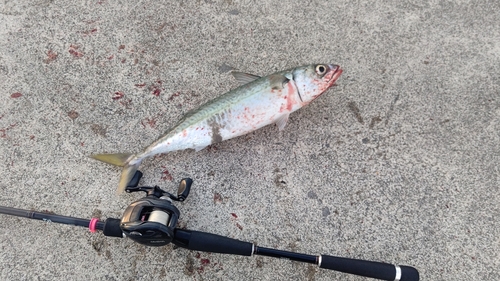 サバの釣果