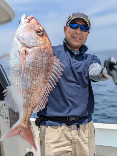 イサキの釣果