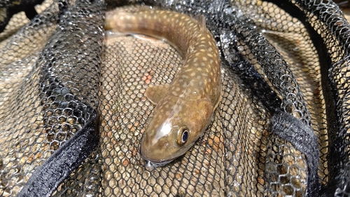 イワナの釣果