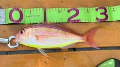 ソコイトヨリの釣果