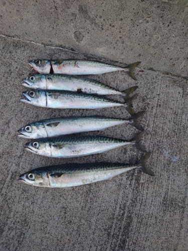 サバの釣果