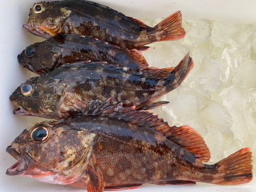 カサゴの釣果