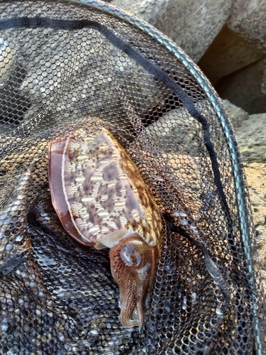 モンゴウイカの釣果