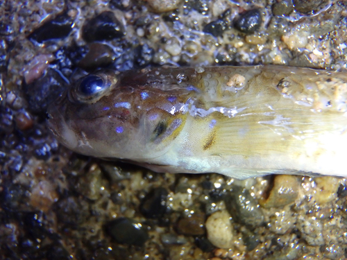 モヨウハゼの釣果