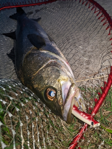 マルスズキの釣果