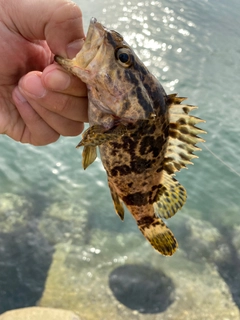 タケノコメバルの釣果