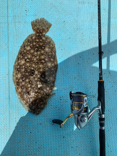 ヒラメの釣果