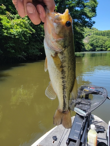 ブラックバスの釣果