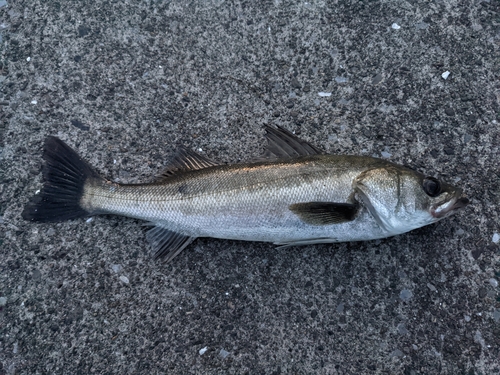 フッコ（マルスズキ）の釣果