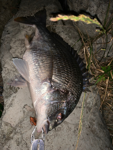 キビレの釣果